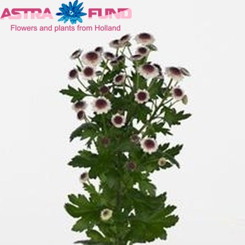 Chrysanthemum Indicum Grp tros santini Cedis photo