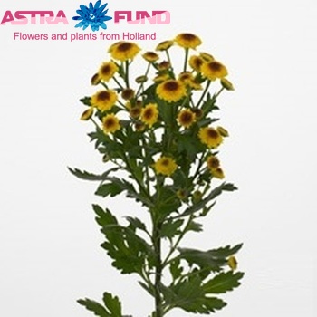 Chrysanthemum Indicum Grp tros santini Cedis Yellow photo