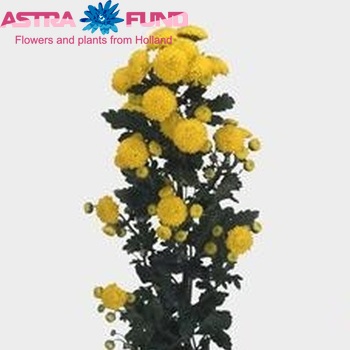 Chrysanthemum Indicum Grp tros santini 'City' photo