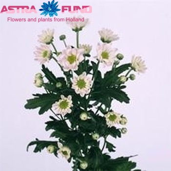 Chrysanthemum Indicum Grp tros santini 'Classic White' zdjęcie