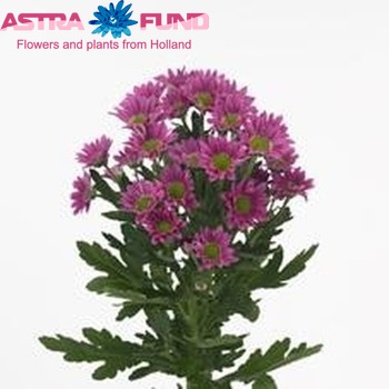 Chrysanthemum Indicum Grp tros santini Confetti Dark foto