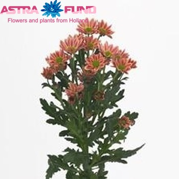 Chrysanthemum Indicum Grp tros santini Confetti Salmon foto