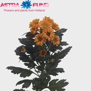 Chrysanthemum Indicum Grp tros santini 'Dutchy' foto