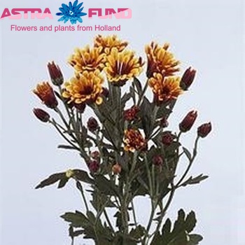 Chrysanthemum Indicum Grp tros santini 'Flycatcher' Foto