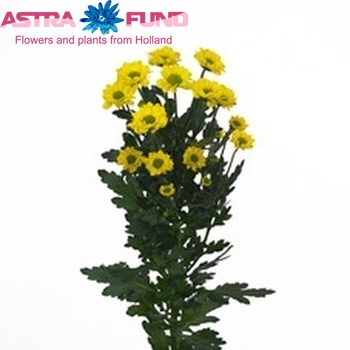 Chrysanthemum Indicum Grp tros santini Forward фото