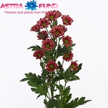 Chrysanthemum Indicum Grp tros santini Fox zdjęcie