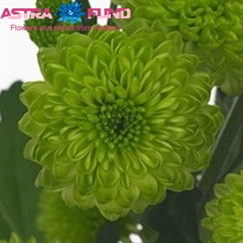 Chrysanthemum Indicum Grp tros santini 'Froggy' foto