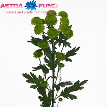 Chrysanthemum Indicum Grp tros santini Grassly Foto