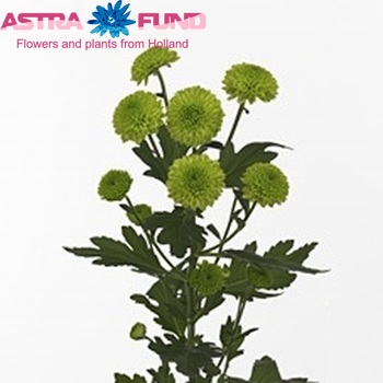 Chrysanthemum Indicum Grp tros santini Greenbird zdjęcie