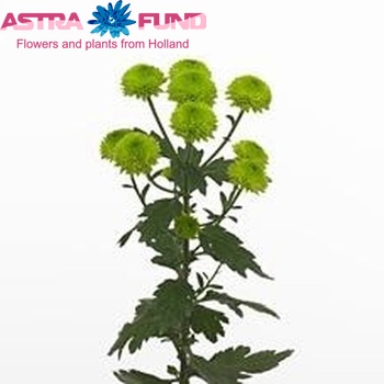 Chrysanthemum Indicum Grp tros santini Greenfield photo