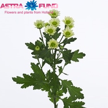 Chrysanthemum Indicum Grp tros santini Greenforce foto