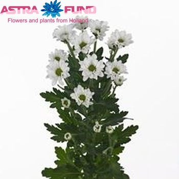 Chrysanthemum Indicum Grp tros santini 'Husky' zdjęcie