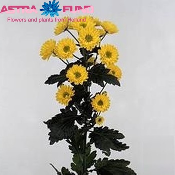 Chrysanthemum Indicum Grp tros santini 'Jazzy' photo