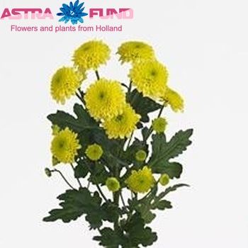 Chrysanthemum Indicum Grp tros santini 'Jeanny' foto