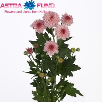 Chrysanthemum Indicum Grp tros santini Jinna zdjęcie