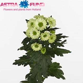 Chrysanthemum Indicum Grp tros santini kas 'Minty' Foto