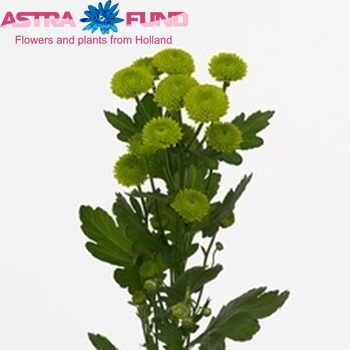 Chrysanthemum Indicum Grp tros santini Kicker photo