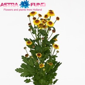 Chrysanthemum Indicum Grp tros santini Klaus photo