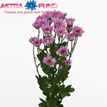 Chrysanthemum Indicum Grp tros santini Koni foto