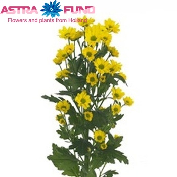 Chrysanthemum Indicum Grp tros santini Loekie foto