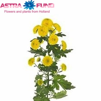 Chrysanthemum Indicum Grp tros santini Lopez Foto