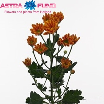 Chrysanthemum Indicum Grp tros santini Lunetta Orange zdjęcie