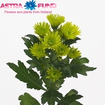 Chrysanthemum Indicum Grp tros santini 'Nicky Hayden' photo