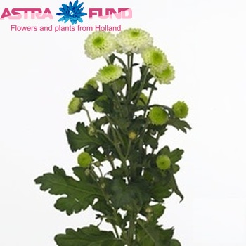 Chrysanthemum Indicum Grp tros santini 'Noki' foto