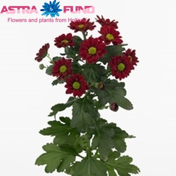 Chrysanthemum Indicum Grp tros santini Pepper Foto