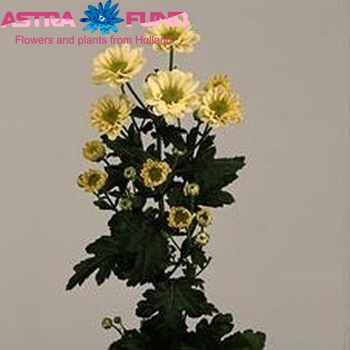 Chrysanthemum Indicum Grp tros santini 'Relight Cream' zdjęcie