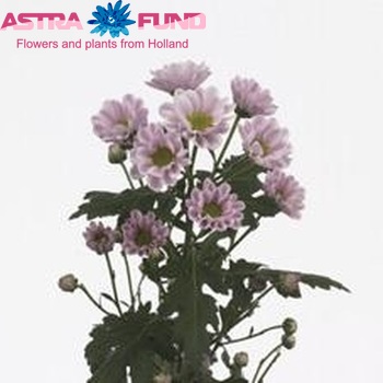 Chrysanthemum Indicum Grp tros santini 'Rossi Pink' zdjęcie