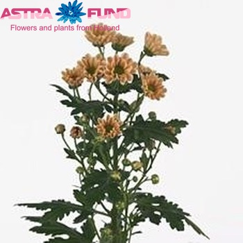 Chrysanthemum Indicum Grp tros santini 'Rossi Salmon' photo