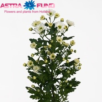 Chrysanthemum Indicum Grp tros santini 'Rossi White' zdjęcie