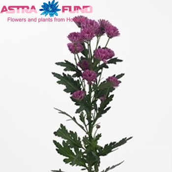 Chrysanthemum Indicum Grp tros santini Sasta Foto