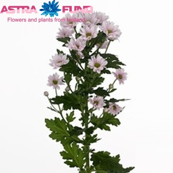 Chrysanthemum Indicum Grp tros santini Scapa zdjęcie