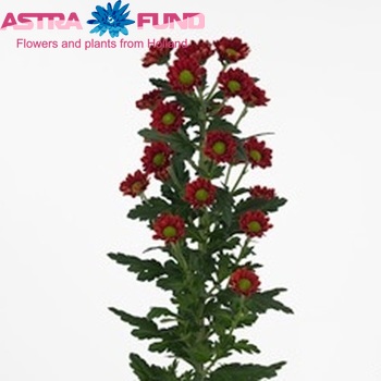 Chrysanthemum Indicum Grp tros santini Siro photo