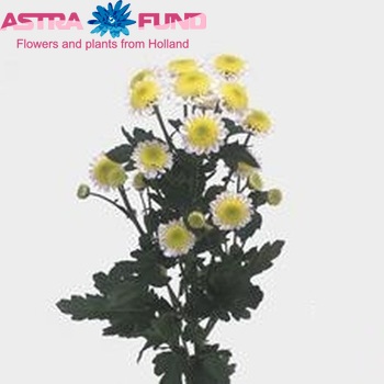 Chrysanthemum Indicum Grp tros santini 'Sun Up' photo