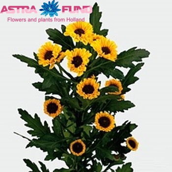 Chrysanthemum Indicum Grp tros santini 'Tedcha Improved' zdjęcie