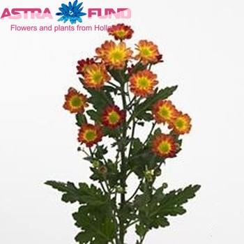 Chrysanthemum Indicum Grp tros santini Tobago zdjęcie