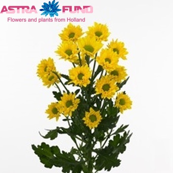 Chrysanthemum Indicum Grp tros santini 'Tweety' zdjęcie