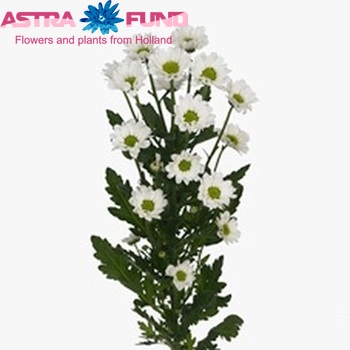 Chrysanthemum Indicum Grp tros santini Unique White zdjęcie