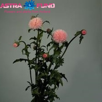 Cirsium japonicum (rood) Foto