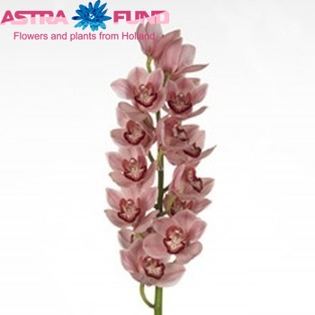 Цимбидиум крупноцветковый Alexandra Beauty 'Rosy' фото