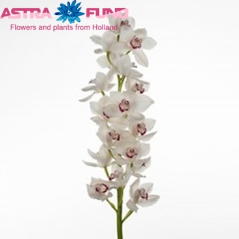 Cymbidium grootbloemig per tak Early Kiwi 'White Star' Foto