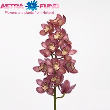 Cymbidium grootbloemig per tak Eastern Prinses 'Pink Prelude' Foto