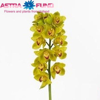 Cymbidium grootbloemig per tak 'Femba Yellow' Foto