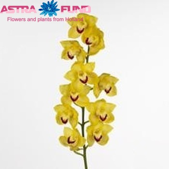 Cymbidium grootbloemig per tak Golden Weather 'Glitter' foto