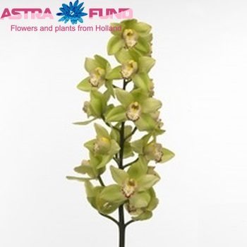 Cymbidium grootbloemig per tak Green Valley photo