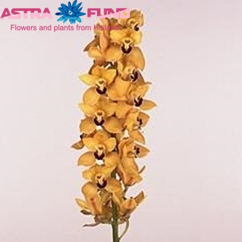 Cymbidium grootbloemig per tak Gymer 'Cooksbridge' photo