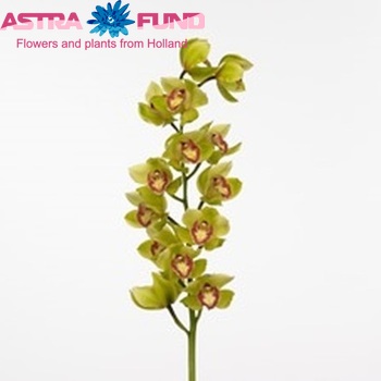 Cymbidium grootbloemig per tak Honey Green 'Jeane' foto